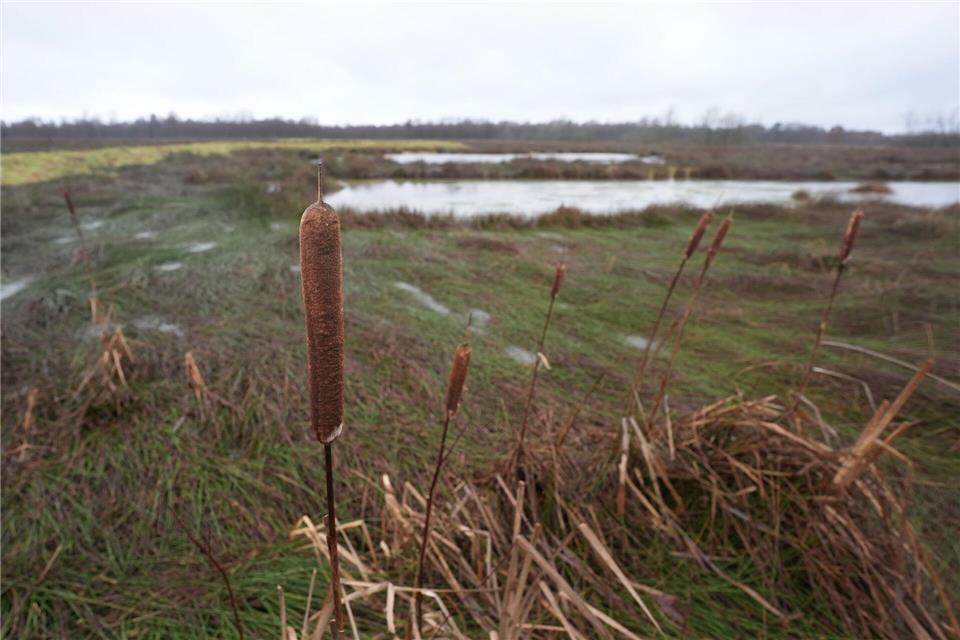 Bleibt das Regenwasser im Moor, kommen moortypische Pflanzen und Tiere langsam zurück.Marcus Brandt/dpa