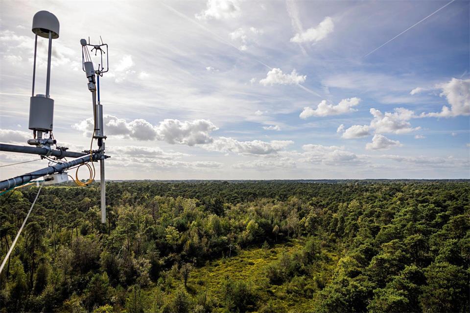 Blick auf den sattgrünen Moorwald: Von einem Turm in eineinhalbfacher Baumwipfelhöhe messen Wissenschaftler Luftfeuchte und Klimagase, die der Wald abgibt - vor und nach der Wiedervernässung. Lars Berg/dpa
