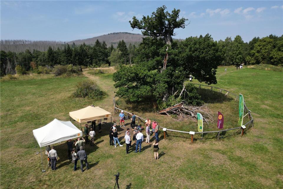 Blick auf die 500 Jahre alte Hohne-Eiche in Drei-Annen-Hohne während der Feierstunde zur Auszeichnung. Matthias Bein/dpa