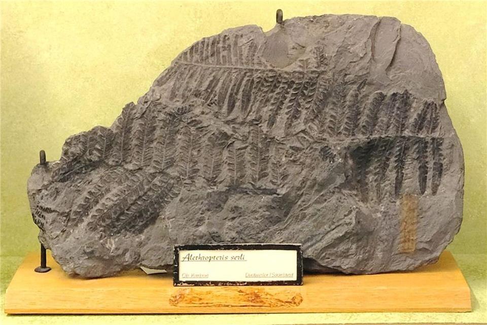 Blick auf ein Fossil im Goldfuß-Museum der Universität Bonn: Alethropteris serli, fossile Samenpflanze, Karbon, Dudweiler, Saarland, ca. 45 cm (undatiertes Handout). Aus dem Goldfuß-Museum in Bonn haben Unbekannte Fossilien und weitere Exponate entwendet. (Handout)Universität Bonn/dpa
