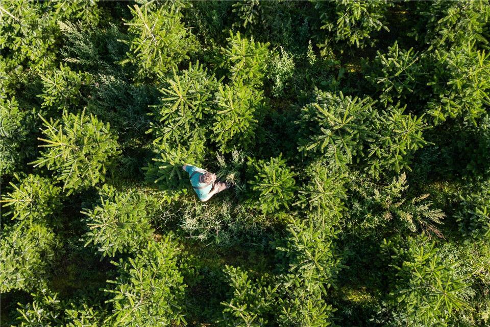 Gnadenfrist für Weihnachtsbäume: frisch gefällt zum Fest Blick auf eine Plantage mit Nordmanntannen. (Luftaufnahme mit Drohne)Robert Michael/dpa