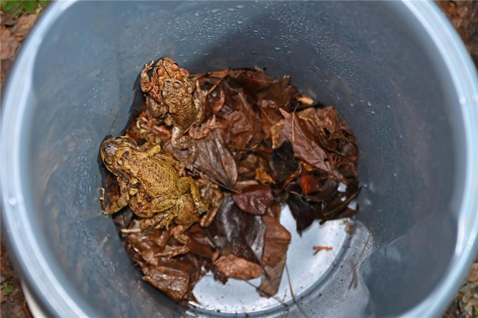 Blick in einen mit Laub befüllten Sammeleimer: Darin tummeln sich vier Erdkröten. David Hammersen/dpa