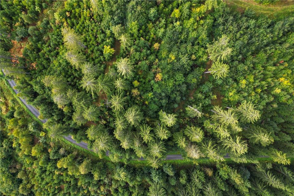 Blick über den Wald an der Talsperre Eibenstock. Seit rund 35 Jahren wird hier der Umbau zu einem vielfältigeren und stabileren Wald forciert.Hendrik Schmidt/dpa