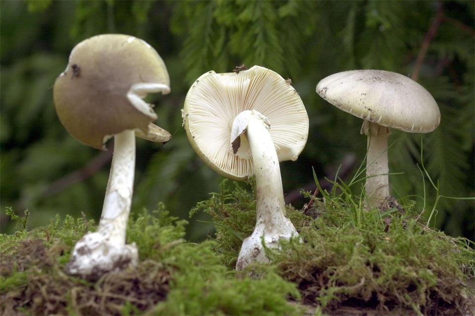 Bloß nicht essen: Drei Exemplare des Grünen Knollenblätterpilzes.Bernd Wüstneck/dpa-Zentralbild/dpa