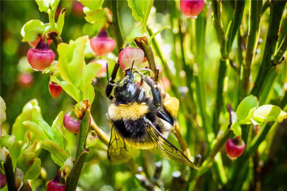 Blühende Beerenpflanzen sind nicht nur ein Hingucker, sondern auch beliebt bei Hummeln und anderen Bestäubern.picture alliance/dpa