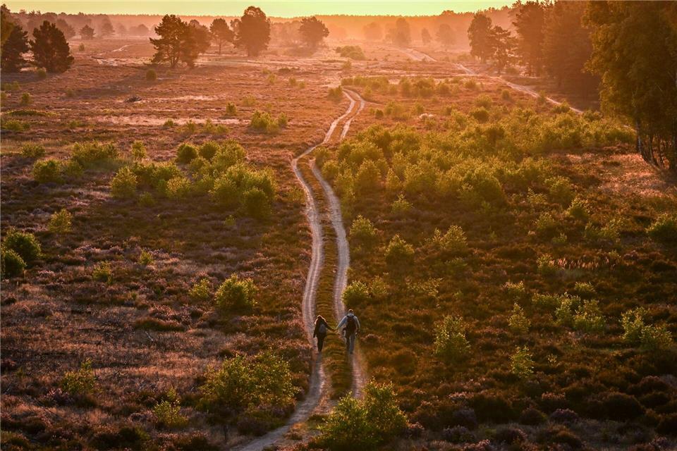 Bilder des Tages Blühende Heide im MorgenlichtJens Kalaene/dpa