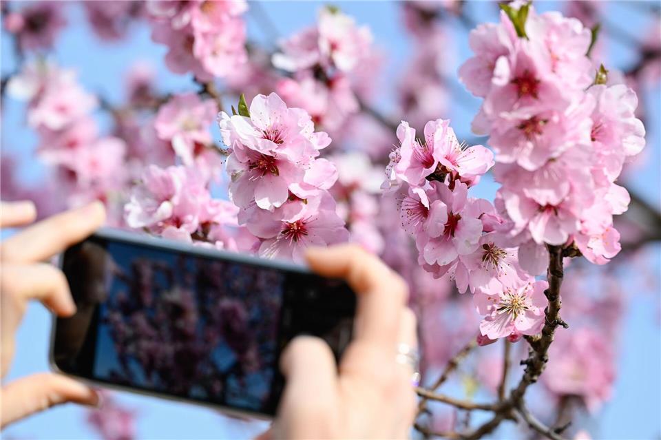 Blühende Mandelbäume sind echte Hingucker. (Archivbild)Uwe Anspach/dpa