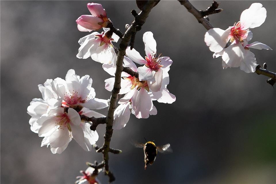 Blühende Mandelbäume stehen auf dem Land bei Bunyola auf Mallorca.Clara Margais/dpa