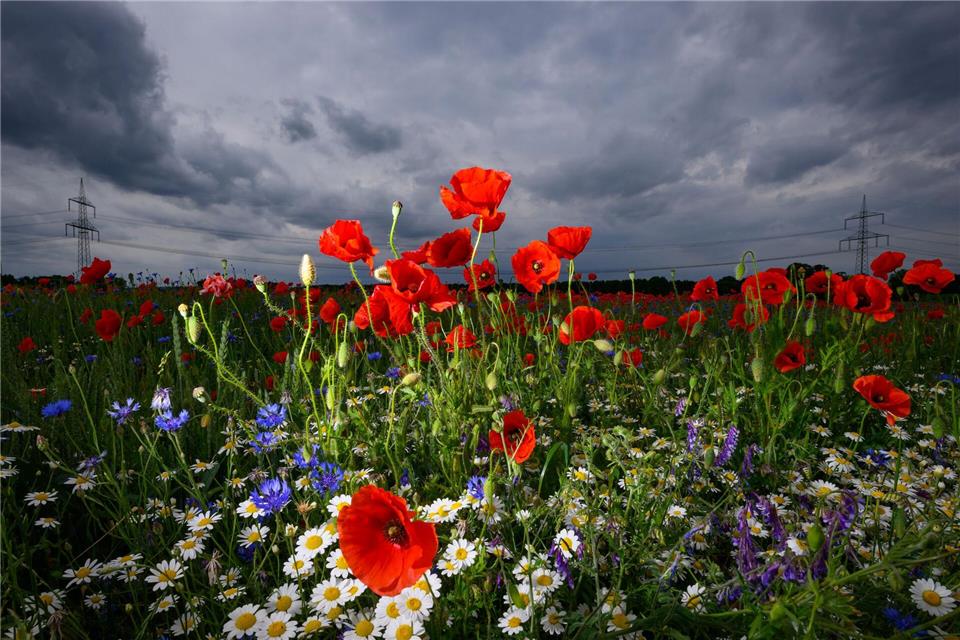 Blühende Sommerblumen heben sich vor dunklen Regenwolken ab.Patrick Pleul/dpa