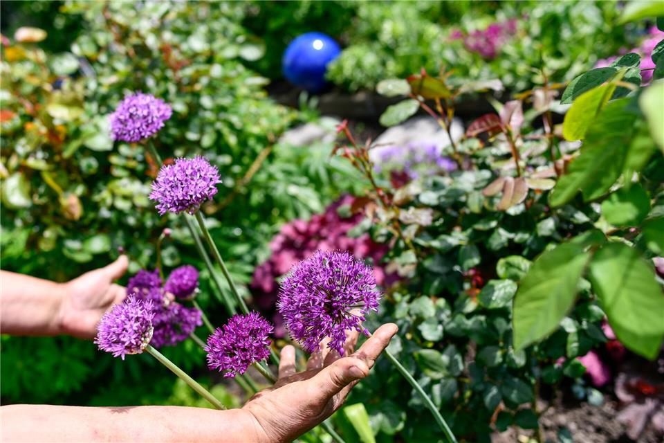 Blühende Stauden bringen den Garten oft den ganzen Sommer über zum Leuchten.Kirsten Neumann/dpa/dpa-tmn