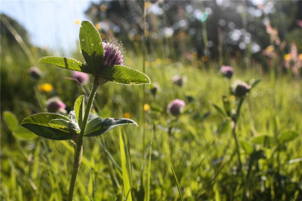Blühende Wildkräuter wie Klee sind nicht nur nützlich für Insekten, sie sind auch ein optischer Hingucker.Mascha Brichta/dpa-tmn