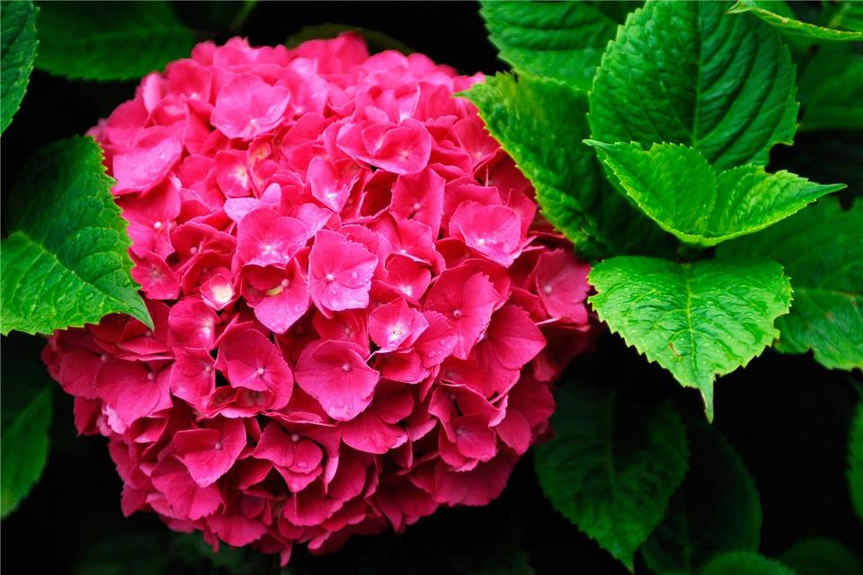 Blütenfarbe im Griff: Der pH-Wert des Bodens beeinflusst die Farbe der Hortensienblüten.Jens Schierenbeck/dpa-tmn