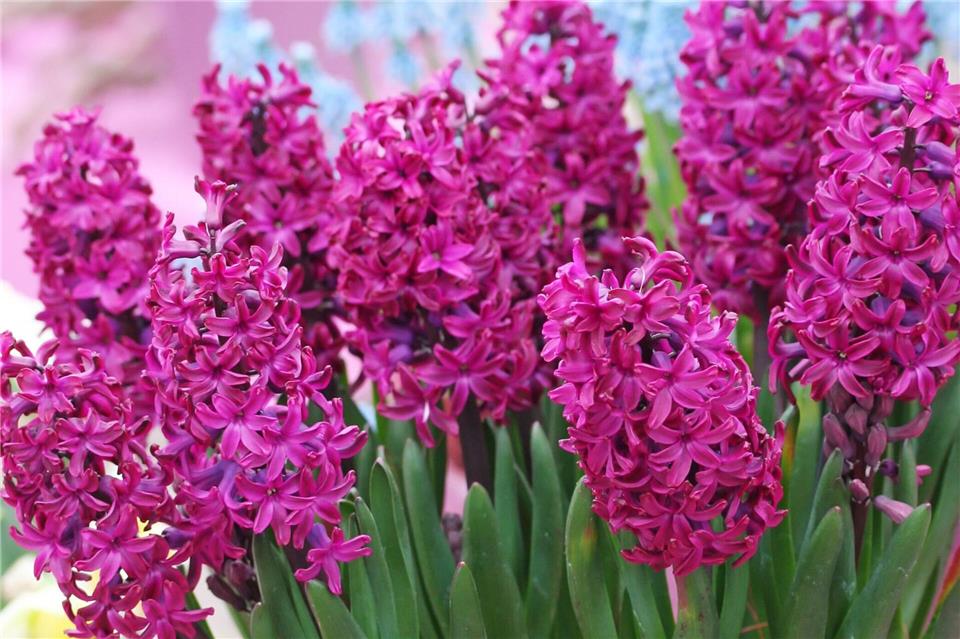 Blütenpracht: Hyazinthen sorgen mit Duft und kräftigen Farben für Frühlingsstimmung.Hilke Segbers/dpa-tmn