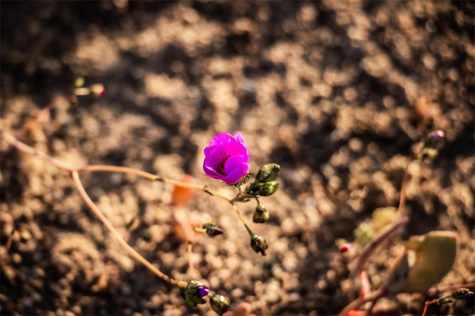 Blumen in der Wüste: Die Ursache für diese kuriose Situation im südlichen Frühling ist in dem Klimaphänomen „El Niño“ zu sehen. Ignacio Villarroel/Agencia Uno/dpa