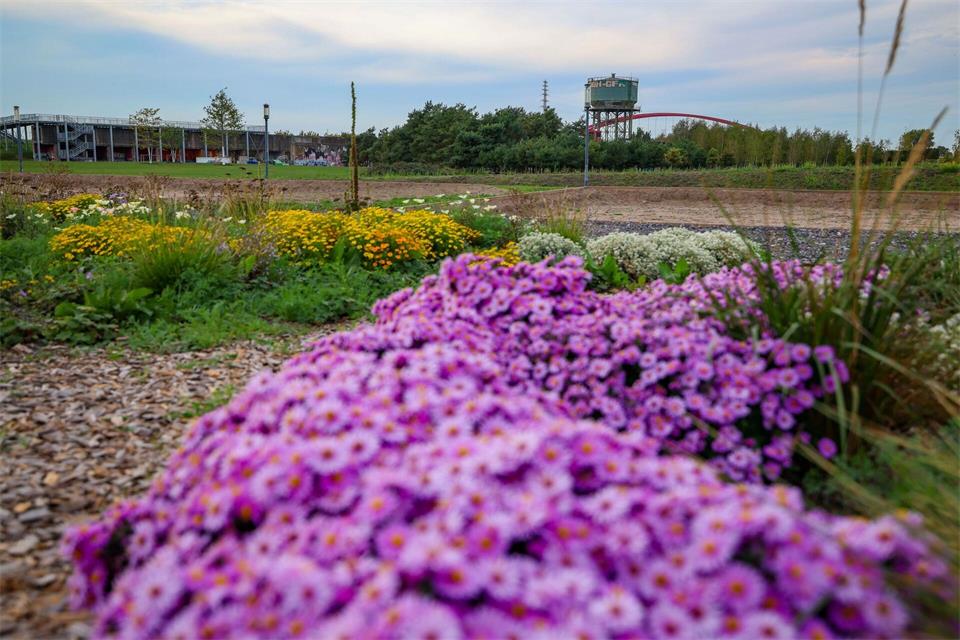 Blumen zieren den Rheinpark in Duisburg, der Teil der IGA 2027 ist. Christoph Reichwein/dpa