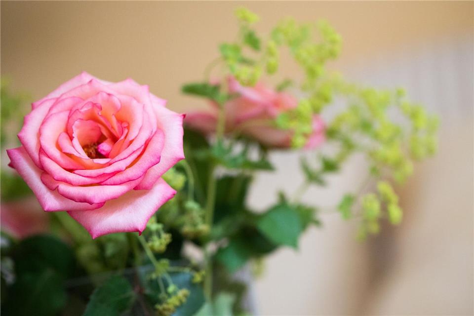 Blumenstrauß als Aufmerksamkeit: Für Pollenallergiker sind Sorten wie Rosen geeignet.picture alliance/dpa/dpa-tmn