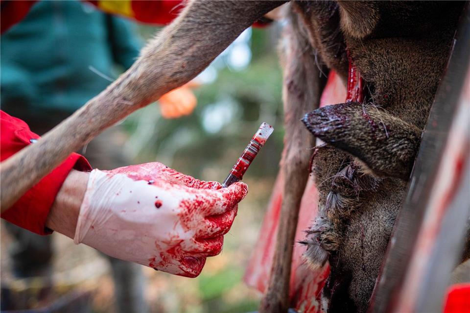 Blutproben bei den Rehen dienen alsFrühwarnsystem für die Blauzungenkrankheit. (Archivbild)Sina Schuldt/dpa