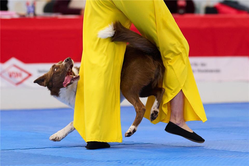 Border Collie Winston gewann mit seiner Besitzerin Barbara Feldbauer.Bernd Thissen/dpa