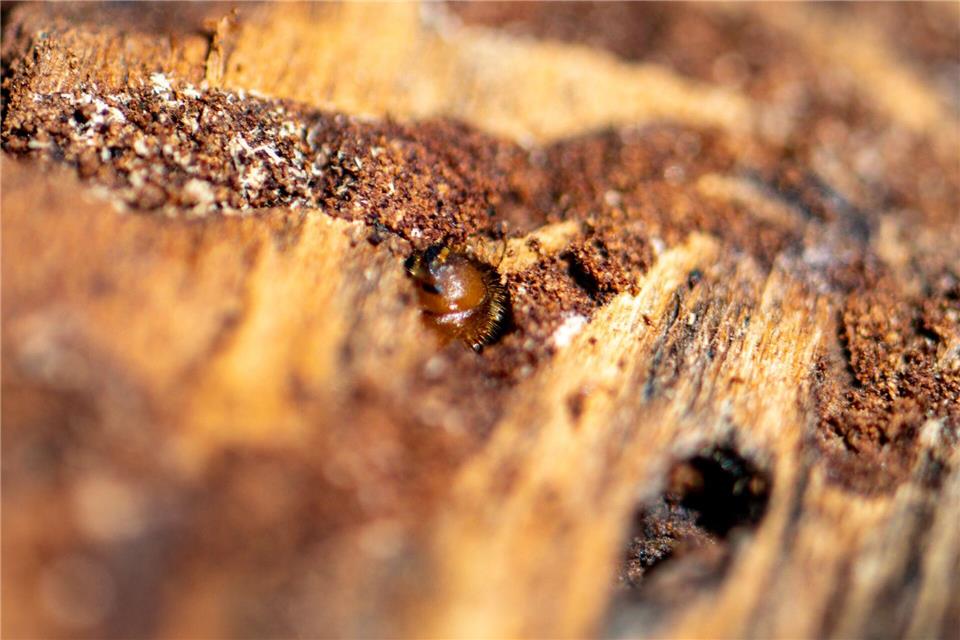 Borkenkäfer sind klein, können in Nadelwäldern aber große Schäden anrichten. (Symbolbild) Armin Weigel/dpa