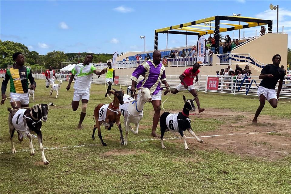 Brauchtum an „Osterdienstag“ ist das Ziegenrennen in Buccoo.Manuel Meyer/dpa-tmn