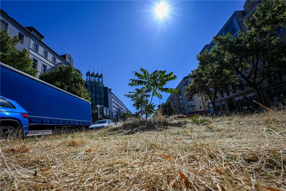 Braun statt Grün: Im Sommer nicht selten in Berlin.Jens Kalaene/dpa