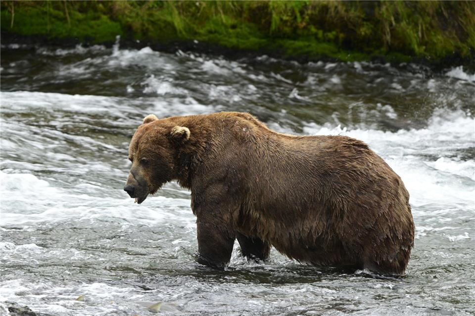 Braunbär 32 „Chunk“ ist im Juli noch deutlich schlanker. (Handout) Loberg/Katmai Nationalpark/dpa