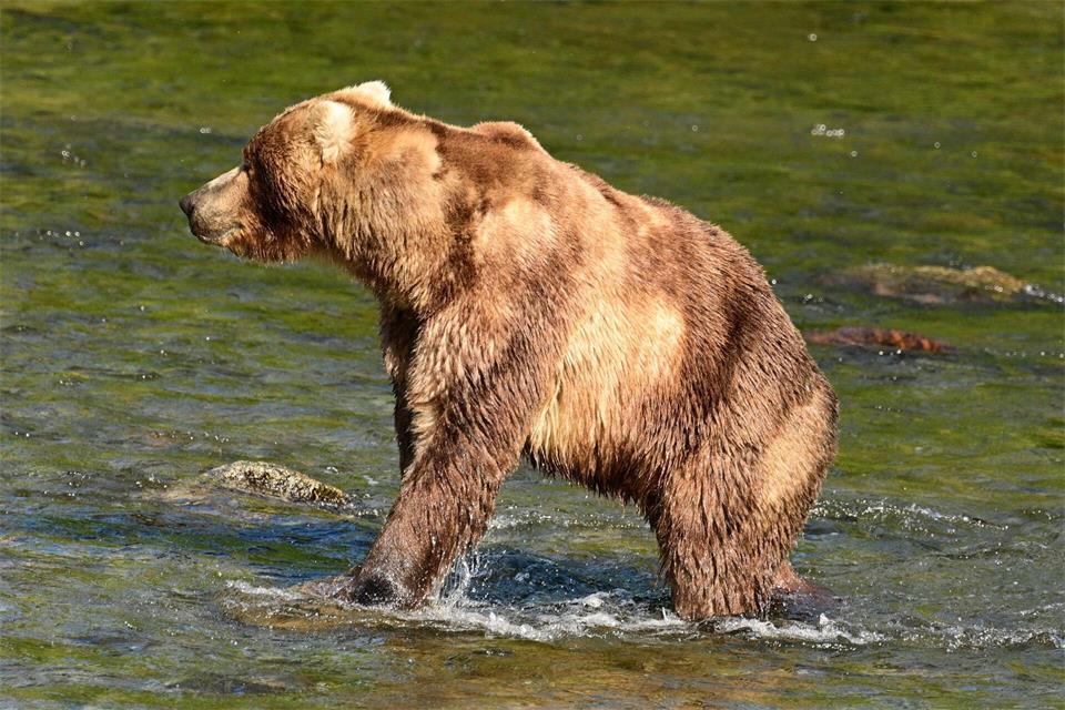 Braunbär „Backpack“ ist im Juni zu Beginn der Lachsfisch-Saison noch recht mager. (Handout) Uncredited/explore.org/dpa