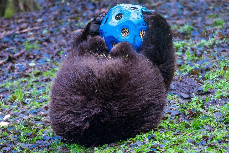 Braunbär Thor sucht nach Futter.Jens Büttner/dpa