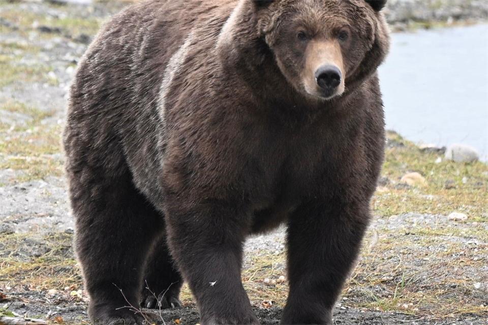 Braunbärin „910“ schaffte es bei der „Fat Bear“-Wahl ins Finale. (Handout) C. Loberg/explore.org/dpa