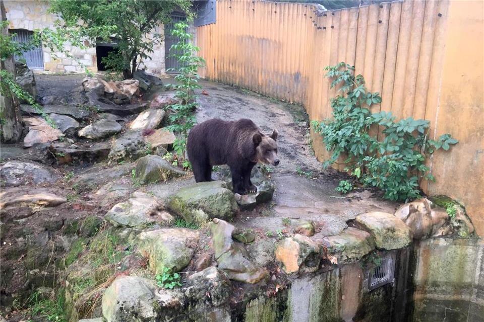 Braunbärin Teddy zieht in den Bärenpark Müritz. -/Vier Pfoten/dpa