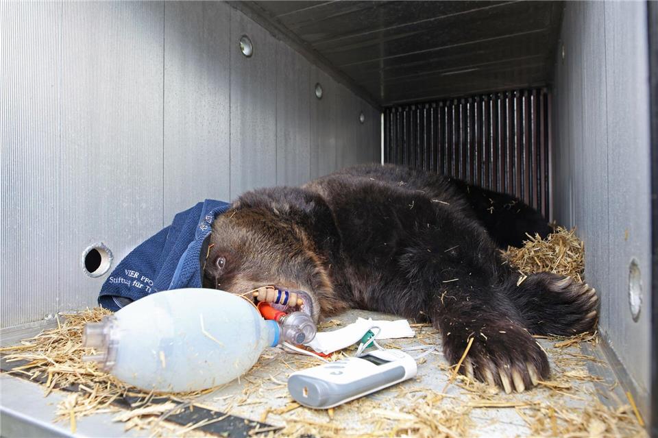 Braunbärin Teddy zieht vom Tierpark Westerhausen in den Bärenwald Müritz um.Matthias Bein/dpa