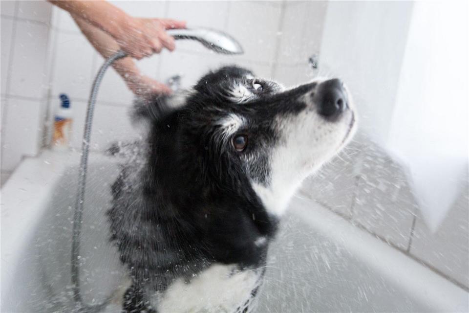 Brause für Bello: Hunde sollten nicht zu oft gebadet werden.Florian Schuh/dpa-tmn