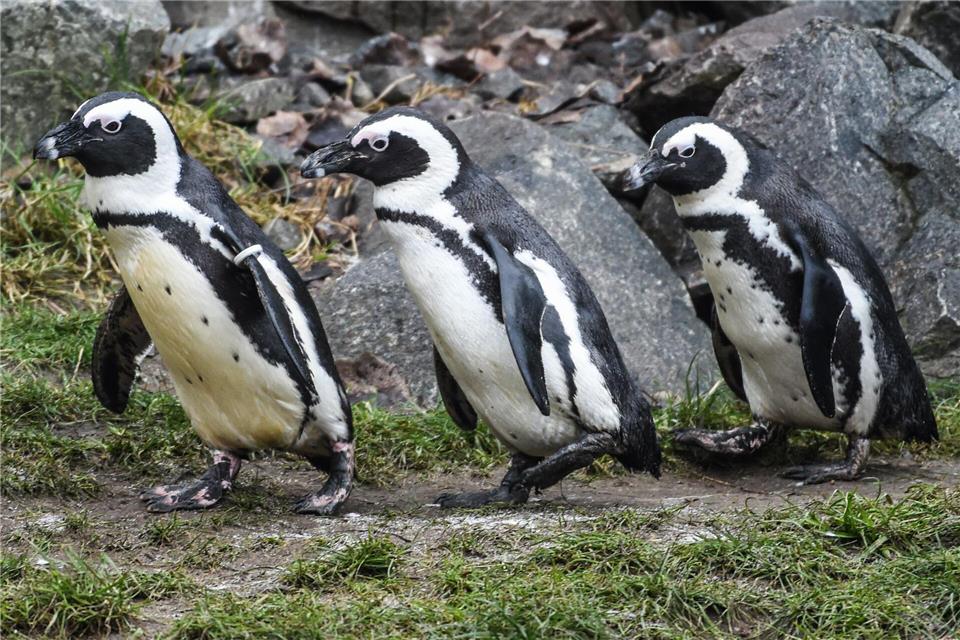 Brillenpinguine im Tierpark BerlinKira Hofmann/dpa-Zentralbild/ZB