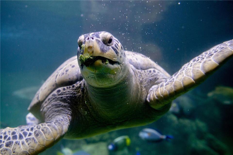 Meeresschildkröte Ernie teilt sich Aquarium-WG mit Haien Brokkoli zählt zur Leibspeise von Meeresschildkröte Ernie im Aquarium Wilhelmshaven. Hauke-Christian Dittrich/dpa