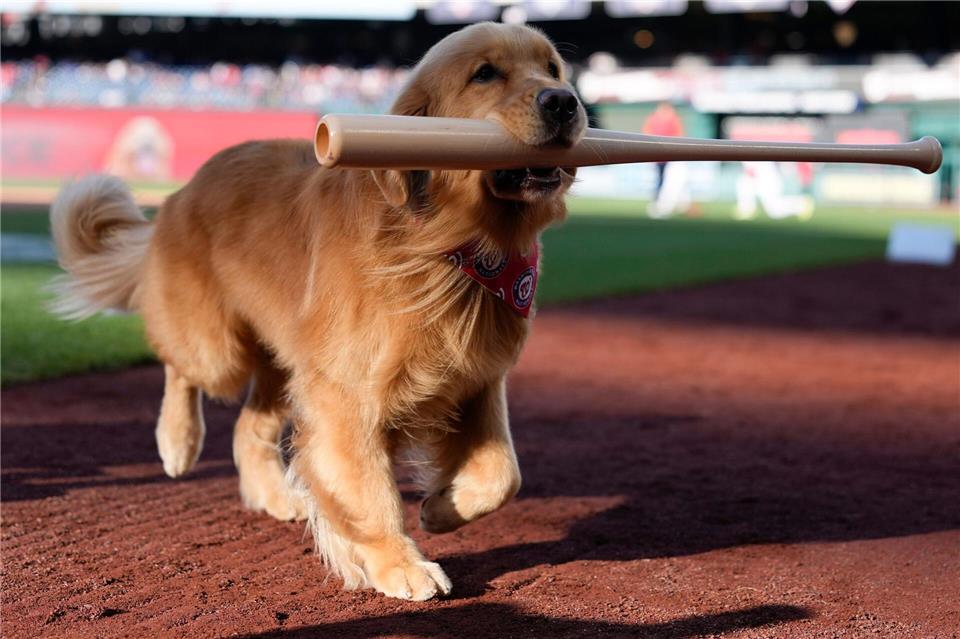Bruce, der „Bat Dog“, führt vor einem Baseballspiel den zeremoniellen ersten Ballwurf durch.Jess Rapfogel/AP/dpa
