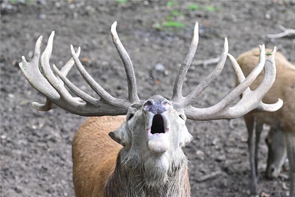 Brunftschrei im Wildparadies Tripsdrill: Hirsch macht auf sich aufmerksamBernd Weißbrod/dpa
