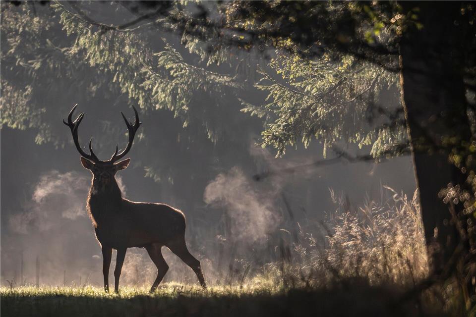 Brunftzeit in Hessen: Hirsch taucht mystisch im Morgennebel aufBoris Roessler/dpa