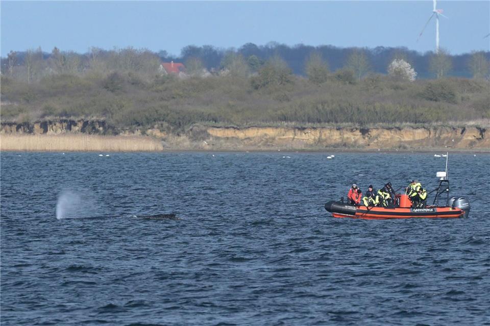 Buckelwal wurde erneut gesichtet. Stefan Sauer/dpa