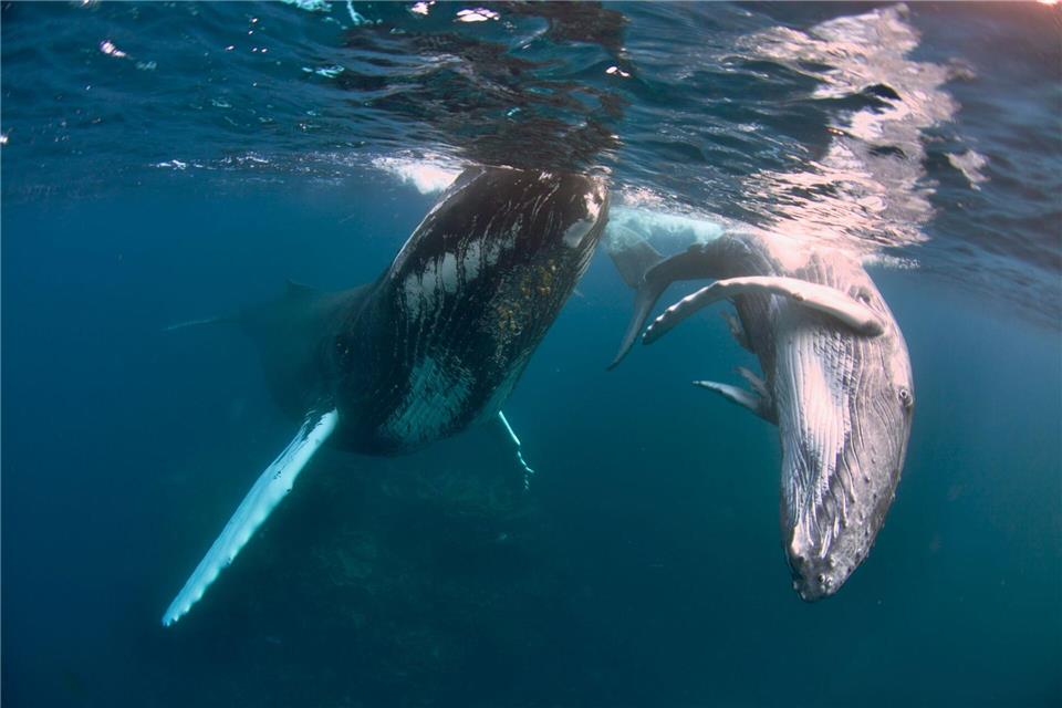Buckelwale können bis zu 18 Meter lang werden. Gene Flipse/Conscious Breath Adventures/dpa-tmn