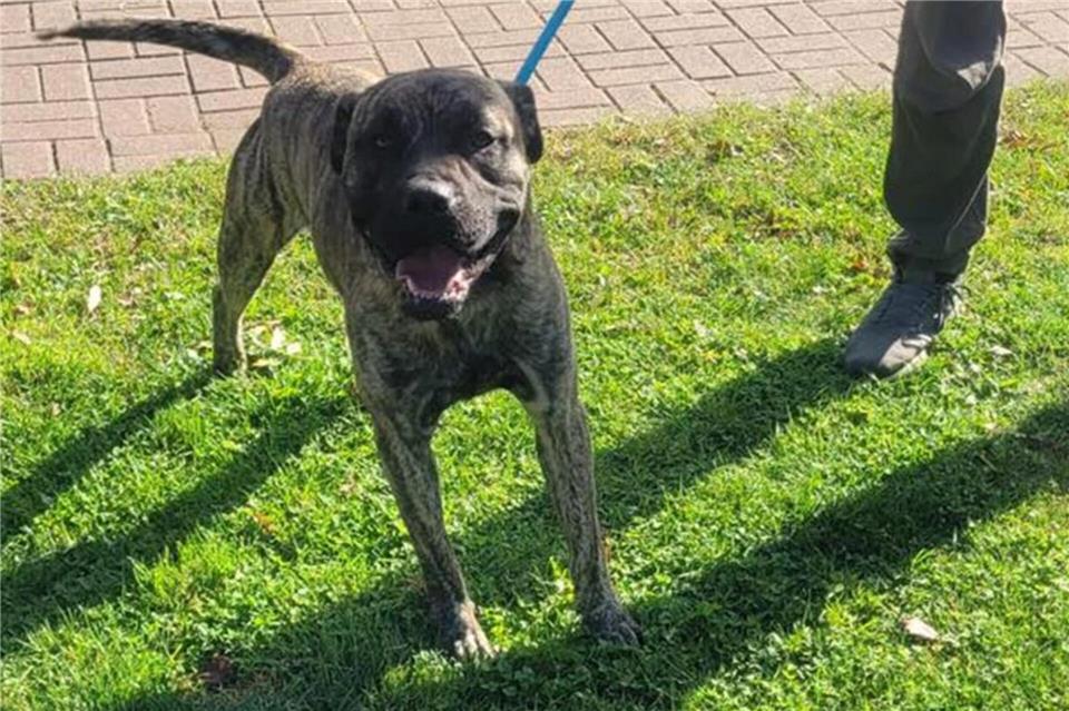 „Bübbel“ ist in Quarantäne, darf aber regelmäßig Gassi gehen.