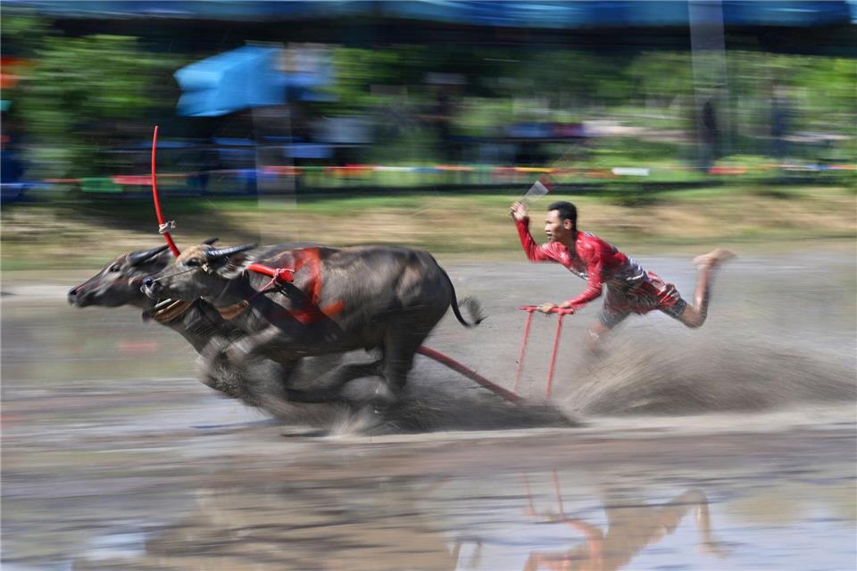 Büffelrennen in ThailandRachen Sageamsak/XinHua/dpa