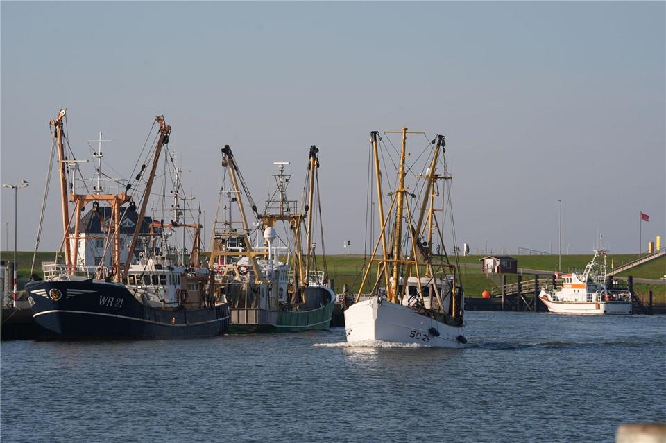 Krabbenfischer nach guten Fängen erleichtert Büsum ist der Hafen mit den meisten Krabbenkuttern in Schleswig-Holstein.Marcus Brandt/dpa