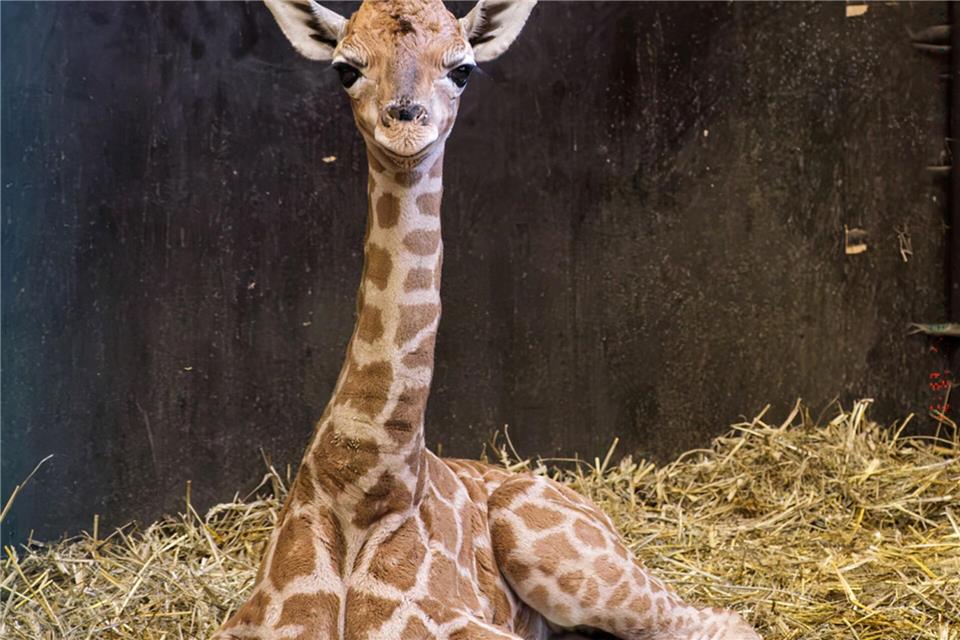 Bulle Kato wurde am 23. März geboren. -/Schweriner Zoo/dpa