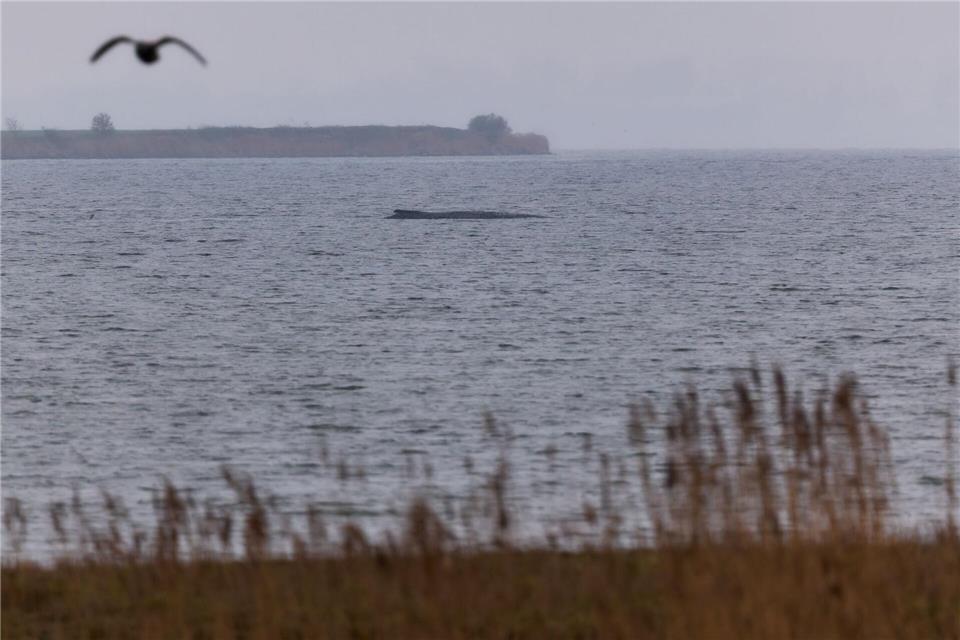 Bundespräsident Frank-Walter Steinmeier will einen schon vorab geplanten Besuch des Ozeaneums in Stralsund auch dafür nutzen, sich nach dem bei Wismar gestrandeten Wal zu erkundigen. (Archivbild)Marcus Golejewski/dpa