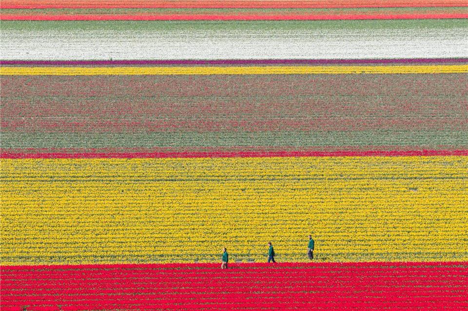 Bunt leuchten Tulpen auf einem Feld im Landkreis Gifhorn.Julian Stratenschulte/dpa