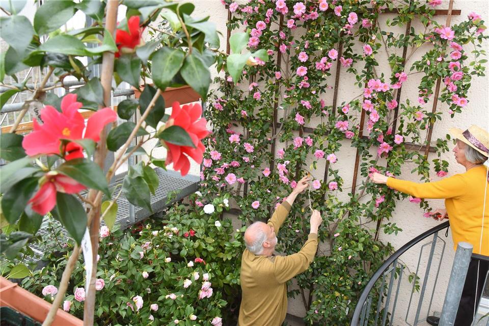 Wenn die Lieblingsblume einem über den Kopf wächst Bunte Blumenpracht im privaten Kamelienhaus der Hobbygärtner Kathrin und Walter List. Waltraud Grubitzsch/dpa