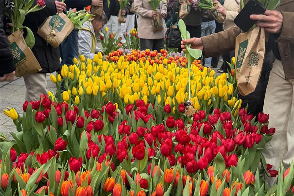Bunte Tulpen machen Laune auf den Frühling. Kathrin Deckart/dpa