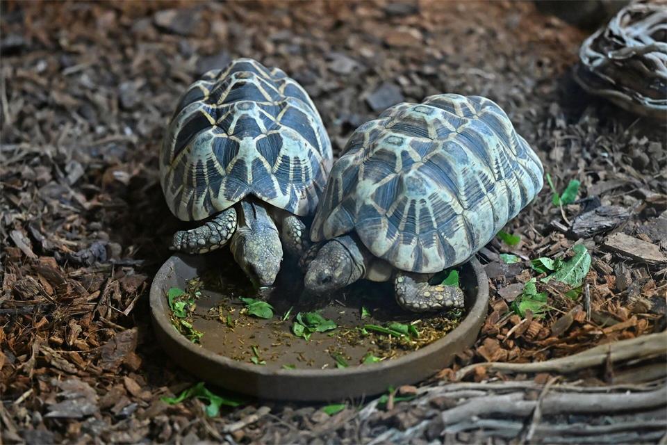 Burma-Sternschildkröten gehören zu den neuen Tieren im Bestand des Aquariums Berlin. Michael Brandt/dpa