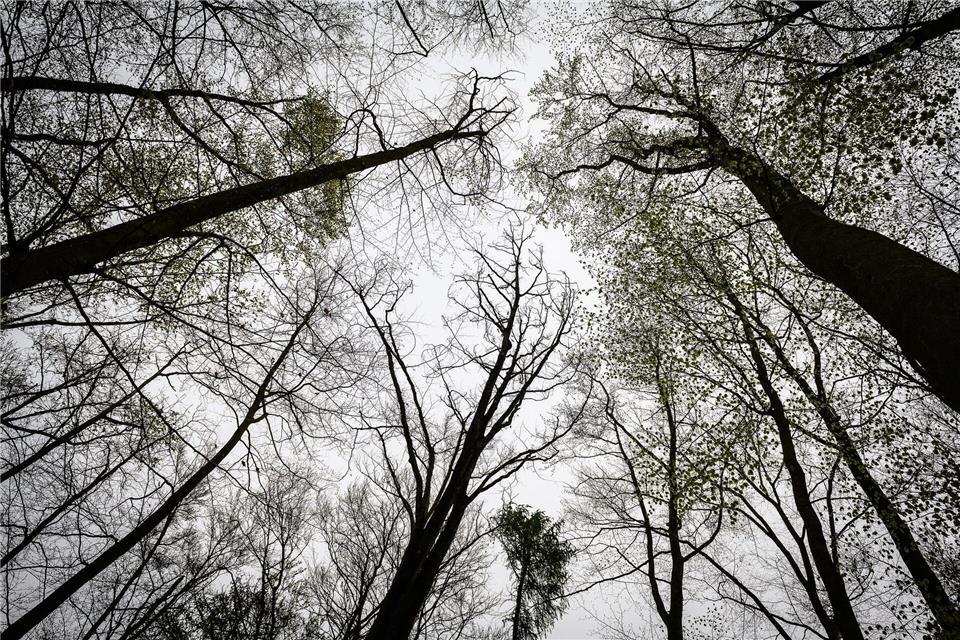Bushcrafting - wildes Campieren im Wald - gewinnt nach Erfahrungen von Hessen Forst an Beliebtheit. (Symbolbild)Swen Pförtner/dpa