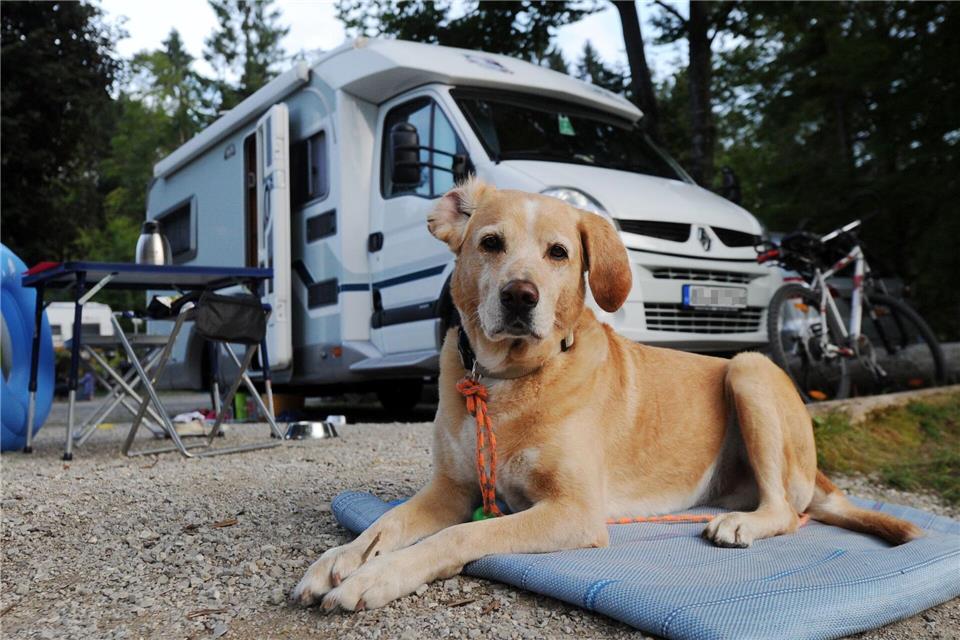 Campingurlaub mit Hund bietet viel gemeinsame Zeit und ist oft günstiger als ein Hotelaufenthalt.picture alliance/dpa/dpa-tmn
